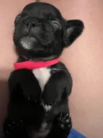 Juice , a female French Bulldog for sale in San Tan Valley, AZ – 1 of 5