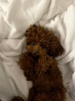 Lola , a female Poodle - Toy  for sale in Spartanburg, SC – 2 of 5