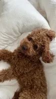 Lola , a female Poodle - Toy  for sale in Spartanburg, SC – 5 of 5