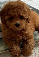 Lola , a female Poodle - Toy  for sale in Spartanburg, SC – 3 of 5