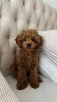 Lola , a female Poodle - Toy  for sale in Spartanburg, SC – 4 of 5