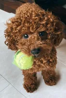 Lola , a female Poodle - Toy  for sale in Spartanburg, SC – 1 of 5