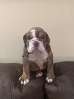 Cocoa , a male English Bulldog for sale in Norcross, GA – 4 of 9