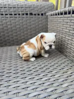 Myla, a female English Bulldog for sale in Lawrenceville, GA – 4 of 10