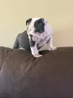 Lola, a female English Bulldog for sale in Lawrenceville, GA – 8 of 10