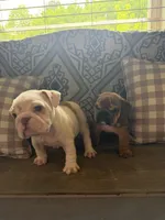 Darla, a female English Bulldog for sale in Norcross, GA – 7 of 10
