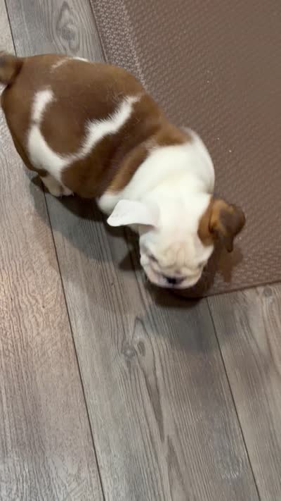 Jewel, a female English Bulldog for sale in Lawrenceville, GA – 3 of 3