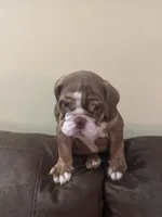 Cocoa , a male English Bulldog for sale in Norcross, GA – 6 of 9