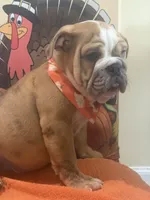 Buddy, a male English Bulldog for sale in Lawrenceville, GA – 7 of 7