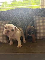 Darla, a female English Bulldog for sale in Norcross, GA – 3 of 10