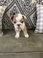 Marbles, a male English Bulldog for sale in Norcross, GA – 2 of 8