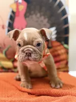 Cody , a male English Bulldog for sale in Lawrenceville, GA – 3 of 8