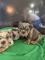 Storm , a male English Bulldog for sale in Norcross, GA – 2 of 9