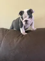 Lola, a female English Bulldog for sale in Lawrenceville, GA – 2 of 10