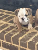 Lance, a male English Bulldog for sale in Lawrenceville, GA – 4 of 4