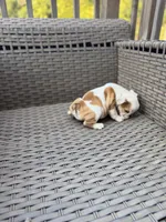 Myla, a female English Bulldog for sale in Lawrenceville, GA – 8 of 10