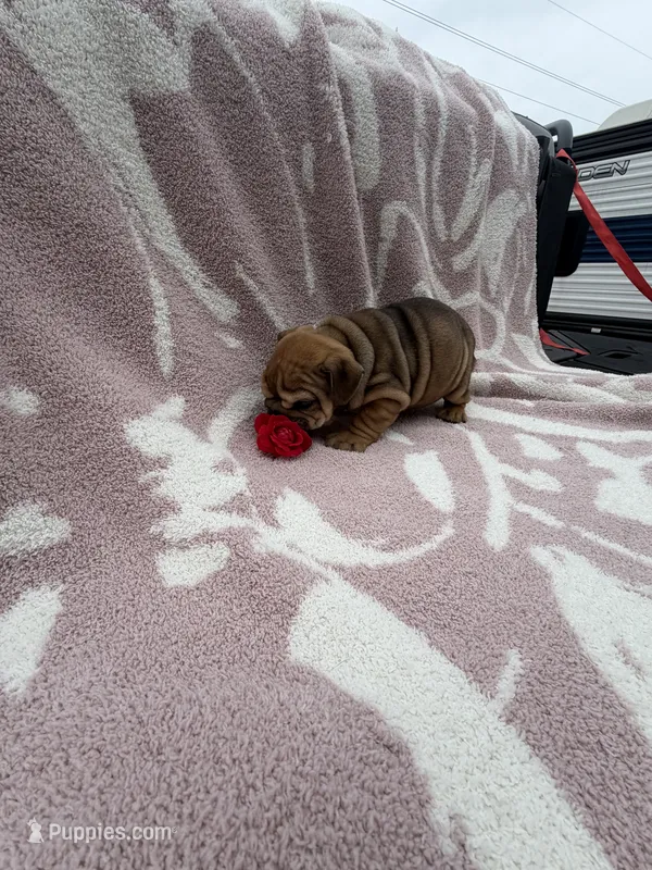 Soma – English Bulldog puppy for sale in Norcross, GA