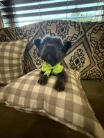 Sea doo , a  French Bulldog and Poodle - Miniature  for sale in Norcross, GA – 5 of 9