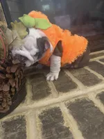 Lola, a female English Bulldog for sale in Lawrenceville, GA – 9 of 10