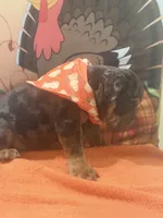 Maximus, a male English Bulldog for sale in Lawrenceville, GA – 10 of 10