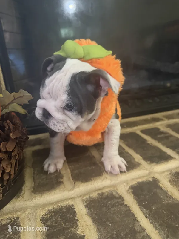 Lola – English Bulldog puppy for sale in Lawrenceville, GA