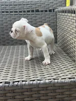 Zyla, a female English Bulldog for sale in Lawrenceville, GA – 2 of 7