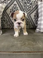 Marbles, a male English Bulldog for sale in Norcross, GA – 3 of 8