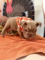 Cody , a male English Bulldog for sale in Lawrenceville, GA – 8 of 8