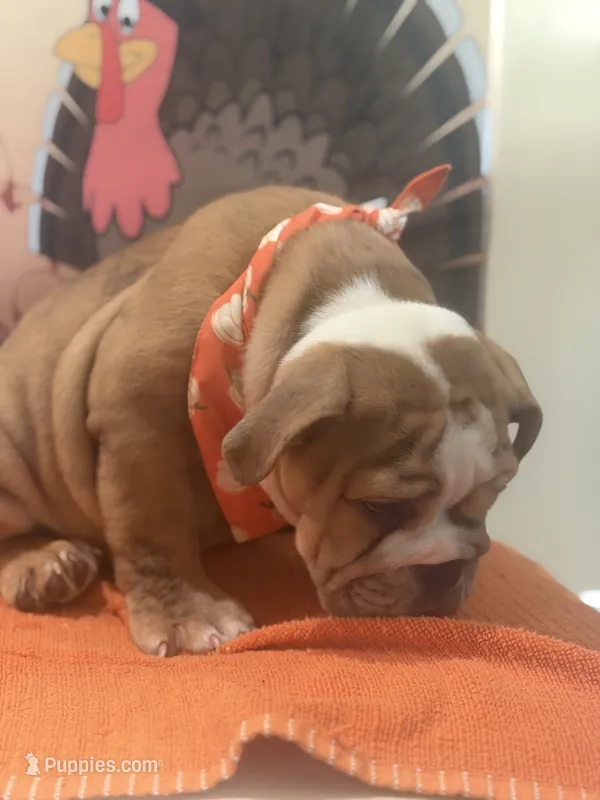 Buddy – English Bulldog puppy for sale in Lawrenceville, GA