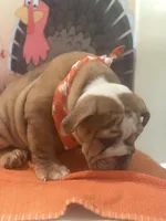Buddy, a male English Bulldog for sale in Lawrenceville, GA – 1 of 7