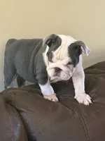Lola, a female English Bulldog for sale in Lawrenceville, GA – 4 of 10