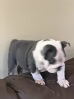 Lola, a female English Bulldog for sale in Lawrenceville, GA – 6 of 10