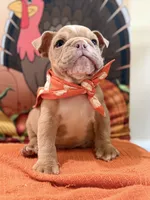 Cody , a male English Bulldog for sale in Lawrenceville, GA – 5 of 8