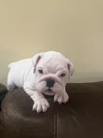Lola, a female English Bulldog for sale in Norcross, GA – 5 of 10