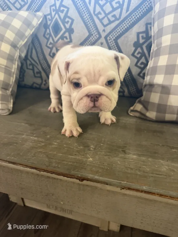 Darla – English Bulldog puppy for sale in Norcross, GA
