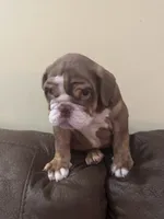 Cocoa , a male English Bulldog for sale in Norcross, GA – 7 of 9