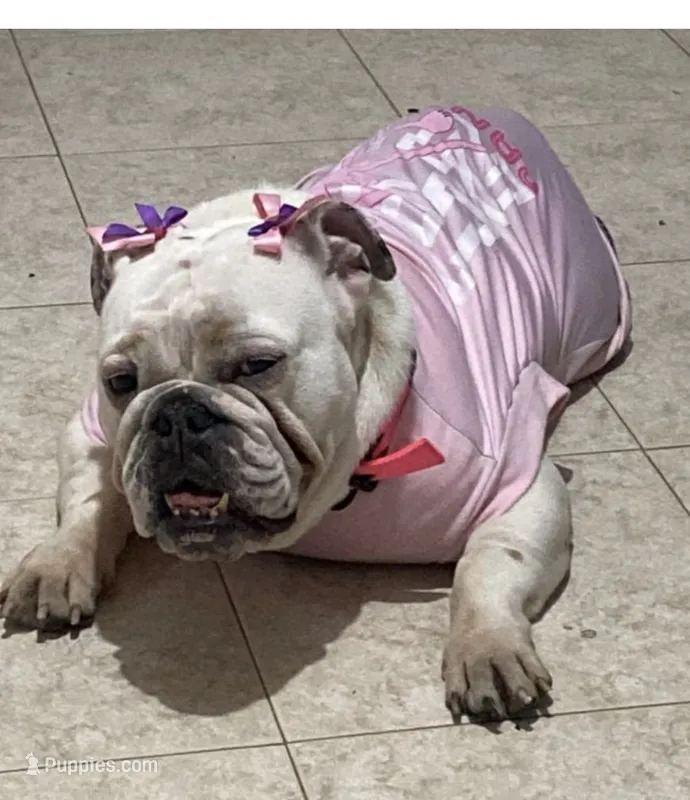Darla – English Bulldog puppy for sale in Norcross, GA