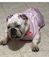 Darla, a female English Bulldog for sale in Norcross, GA – 1 of 10