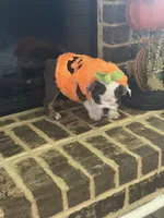 Lola, a female English Bulldog for sale in Lawrenceville, GA – 4 of 10
