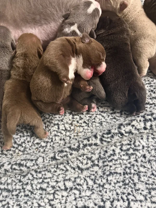 Kona – American Bully puppy for sale in Lawrenceville, GA