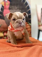 Cody , a male English Bulldog for sale in Lawrenceville, GA – 1 of 8