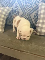 Darla, a female English Bulldog for sale in Norcross, GA – 4 of 5