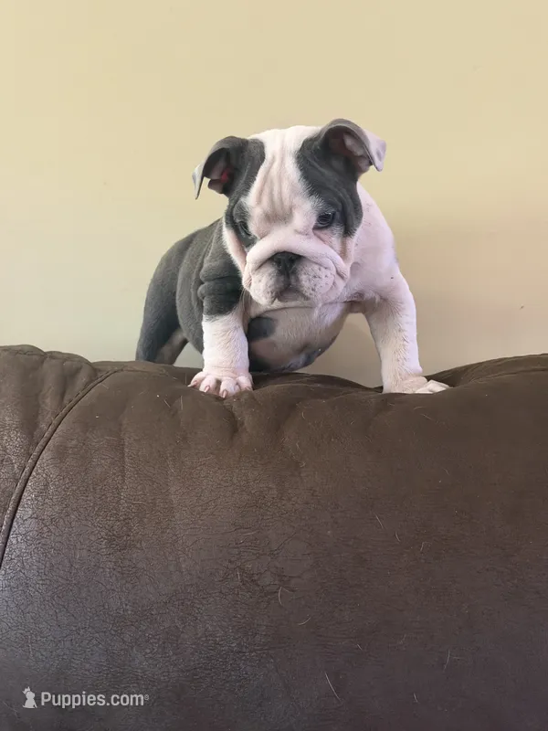 Lola – English Bulldog puppy for sale in Lawrenceville, GA