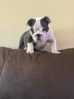 Lola, a female English Bulldog for sale in Lawrenceville, GA – 1 of 10