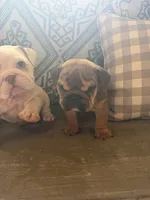 Darla, a female English Bulldog for sale in Norcross, GA – 9 of 10