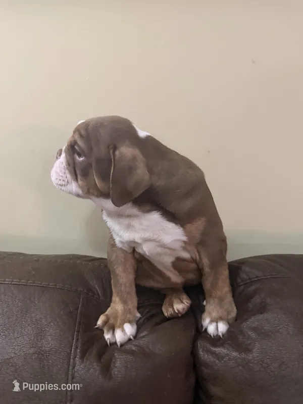 Cocoa  – English Bulldog puppy for sale in Norcross, GA