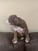 Cocoa , a male English Bulldog for sale in Norcross, GA – 1 of 9