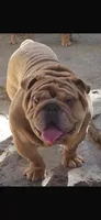 Darla, a female English Bulldog for sale in Norcross, GA – 2 of 10