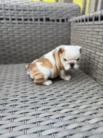Myla, a female English Bulldog for sale in Lawrenceville, GA – 6 of 10