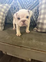 Darla, a female English Bulldog for sale in Norcross, GA – 3 of 5